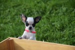 Chihuahua (teef) 31552