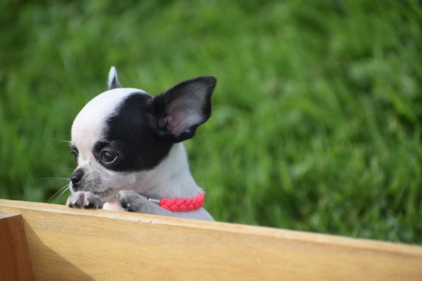 Chihuahua (teef) 31552