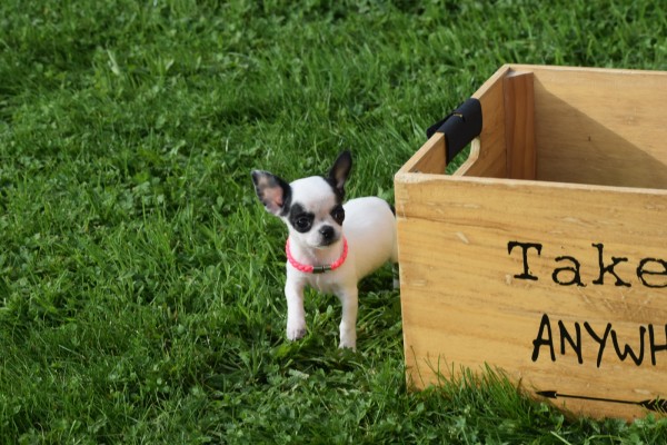 Chihuahua (teef) 31552