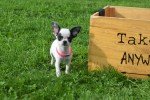 Chihuahua (teef) 31552