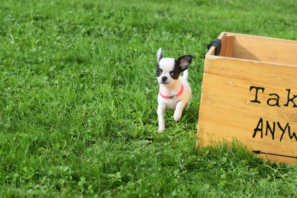 Chihuahua (teef) 31552