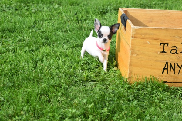 Chihuahua (teef) 31552