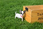 Chihuahua (teef) 31552