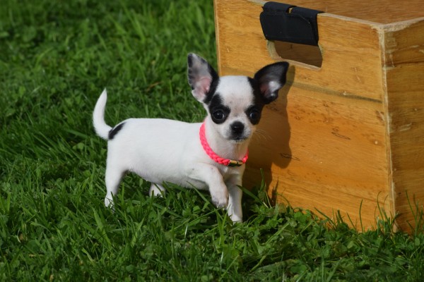 Chihuahua (teef) 31552