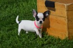Chihuahua (teef) 31552