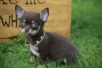 Chihuahua (reu) 31525