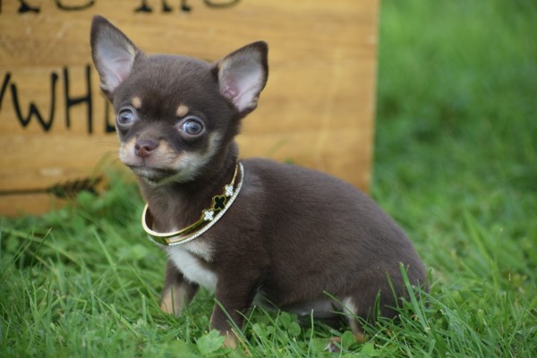 Chihuahua (reu) 31525