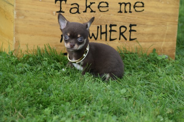 Chihuahua (reu) 31525