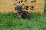 Chihuahua (reu) 31525