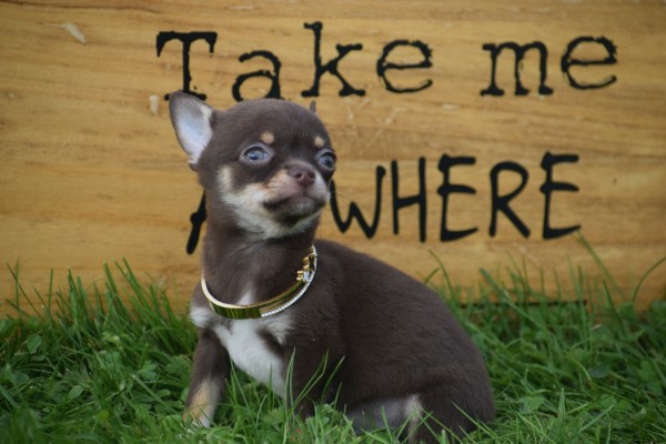 Chihuahua (reu) 31525