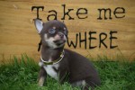 Chihuahua (reu) 31525