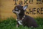 Chihuahua (reu) 31525