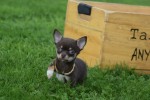 Chihuahua (reu) 31525