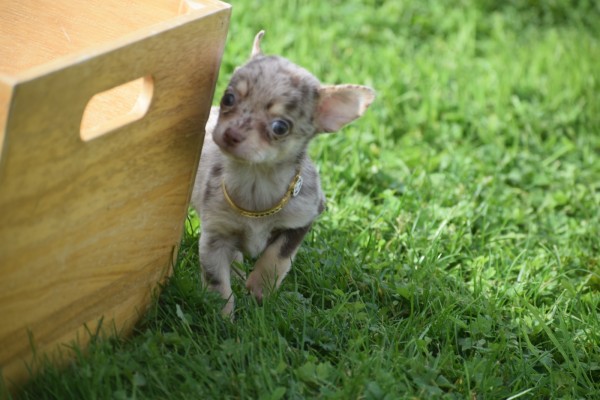 Chihuahua (reu) 33883