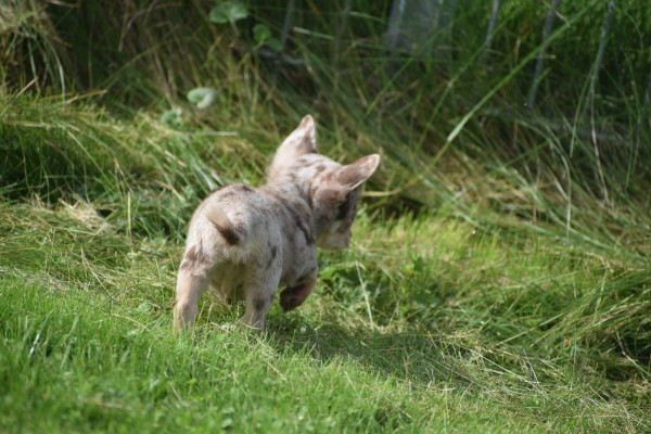 Chihuahua (reu) 33883