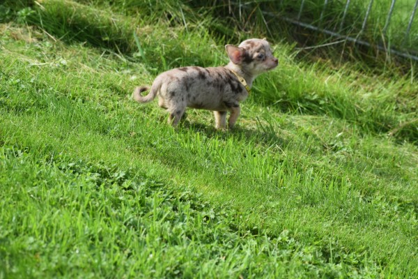 Chihuahua (reu) 33883