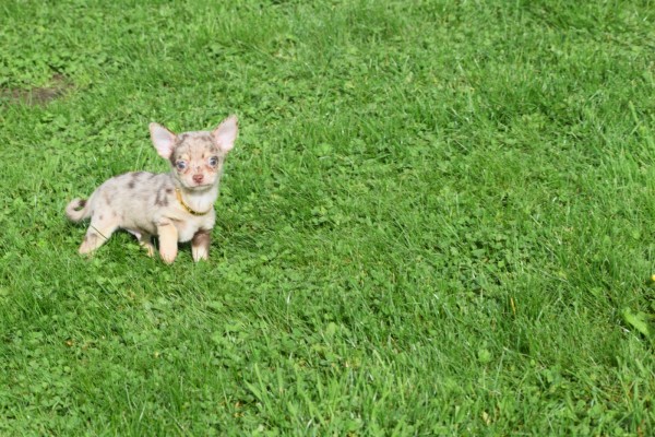 Chihuahua (reu) 33883