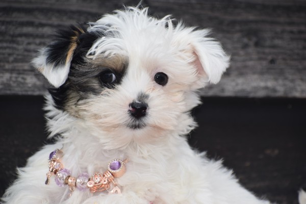 Biewer Yorkshire terrier (teef) 31714