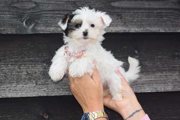 Biewer Yorkshire terrier (teef) 31714