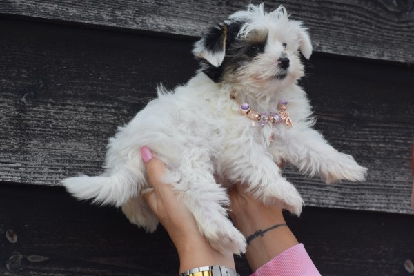 Biewer Yorkshire terrier (teef) 31714