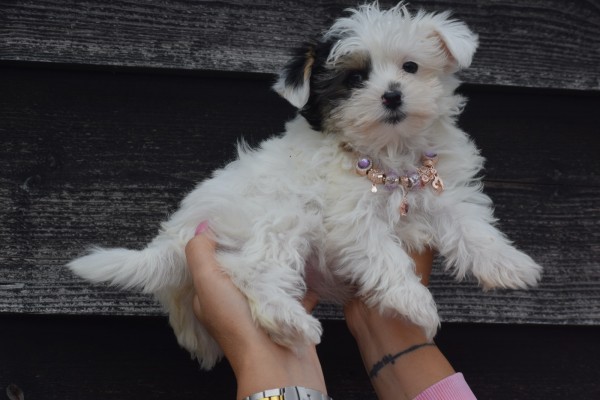 Biewer Yorkshire terrier (teef) 31714