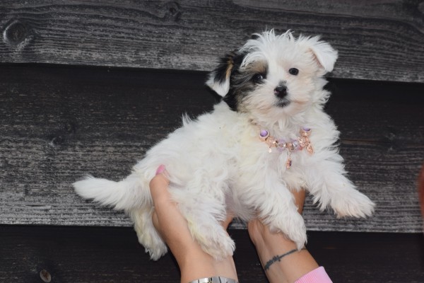 Biewer Yorkshire terrier (teef) 31714