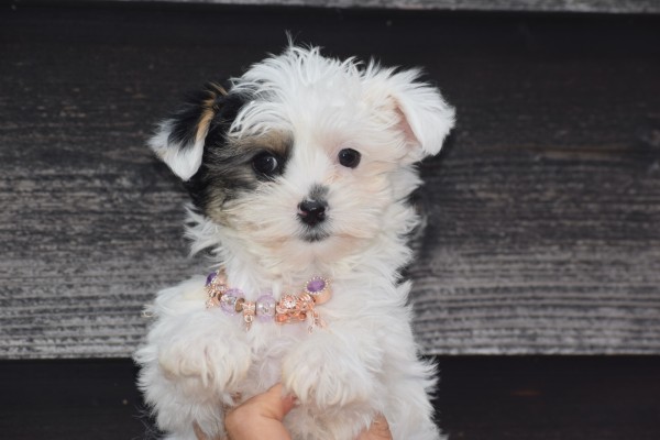 Biewer Yorkshire terrier (teef) 31714