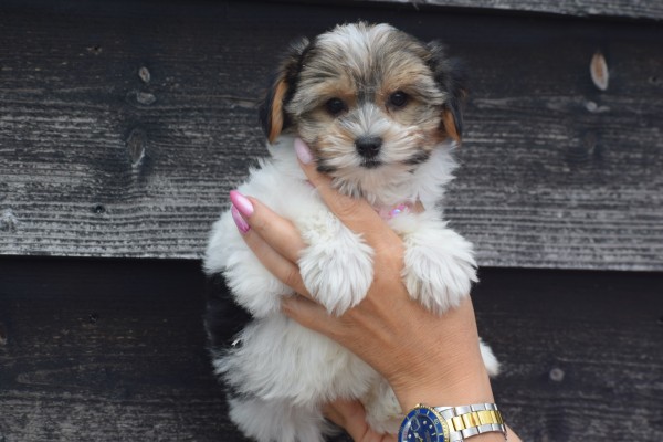 Biewer Yorkshire terrier (teef) 31601