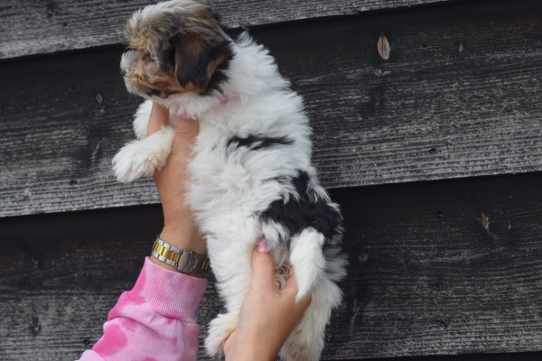 Biewer Yorkshire terrier (teef) 31601