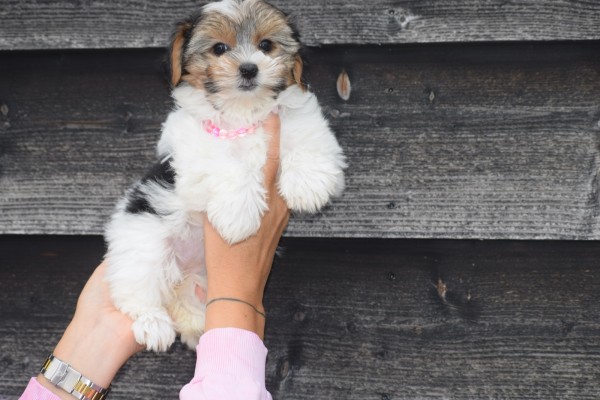 Biewer Yorkshire terrier (teef) 31601