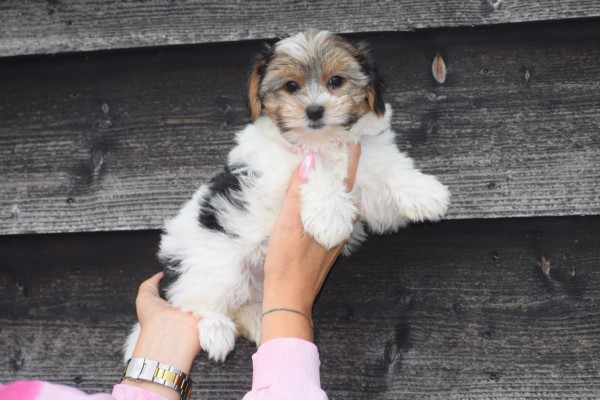 Biewer Yorkshire terrier (teef) 31601