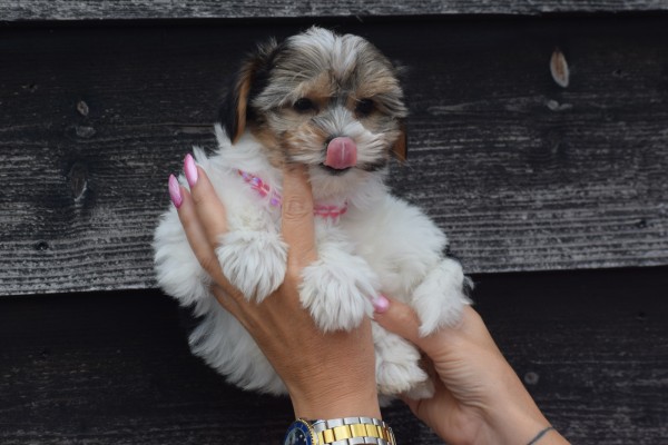 Biewer Yorkshire terrier (teef) 31601