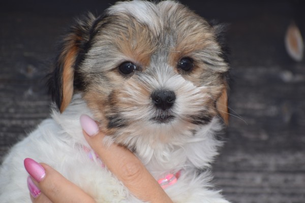 Biewer Yorkshire terrier (teef) 31601