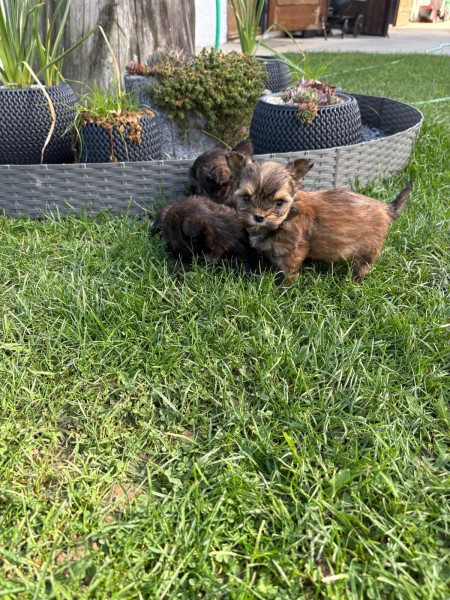 Yorkshire terrier nestje 