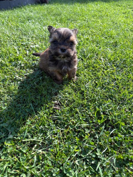 Yorkshire terrier nestje 