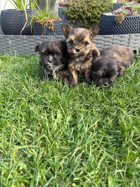 Yorkshire terrier nestje 