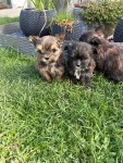 Yorkshire terrier nestje 