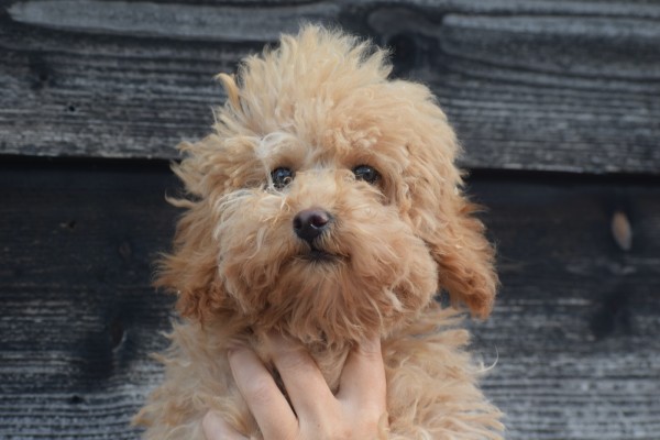 Caniche (teef) 84751