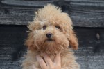 Caniche (teef) 84751