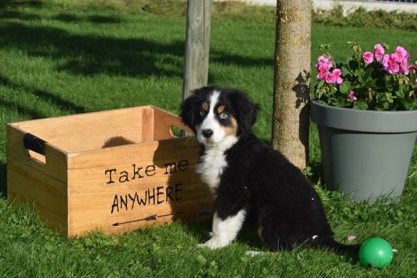 Australische herder x Berner Sennen (reu) 68494