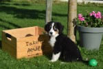 Australische herder x Berner Sennen (reu) 68494