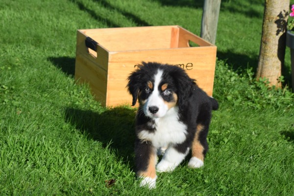 Australische herder x Berner Sennen (reu) 68494