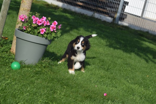 Australische herder x Berner Sennen (reu) 68494