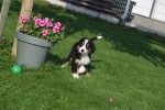 Australische herder x Berner Sennen (reu) 68494