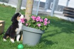 Australische herder x Berner Sennen (reu) 68494