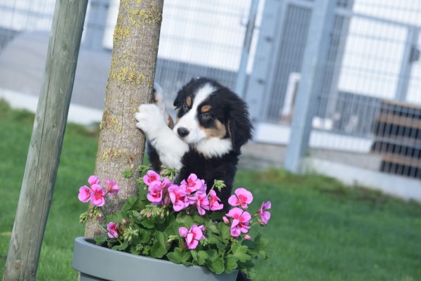 Australische herder x Berner Sennen (reu) 68494