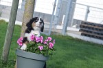 Australische herder x Berner Sennen (reu) 68494