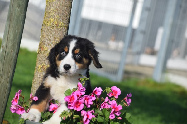 Australische herder x Berner Sennen (reu) 68494