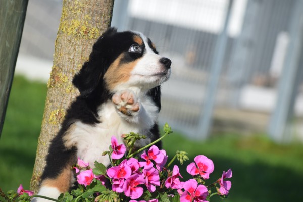 Australische herder x Berner Sennen (reu) 68494