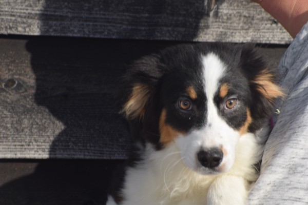 Australische herdershond (teef) 44275